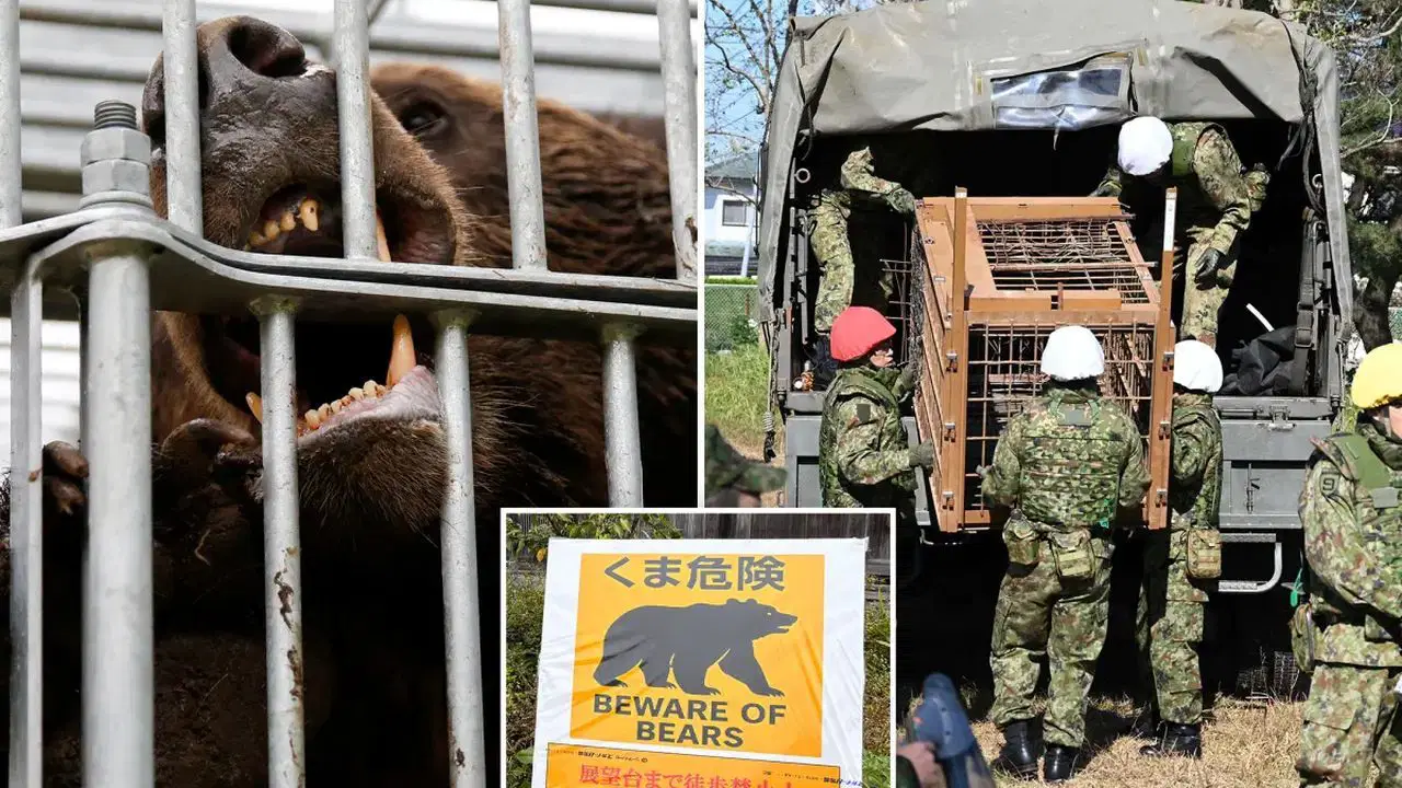 ayi saldirilari kontrolden cikti askerler sahaya iniyor OlwdAIAx.jpg