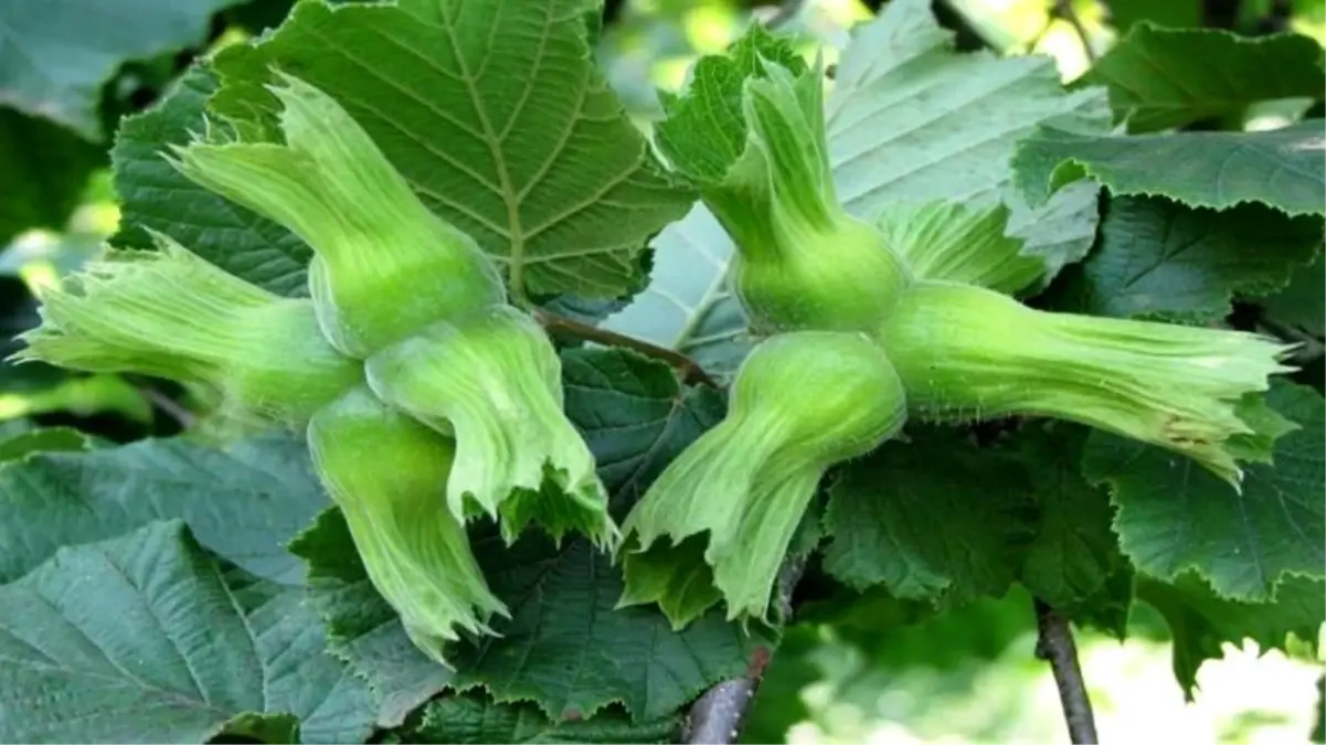 duzceden findik ihracati ZfgYkjYY.jpg