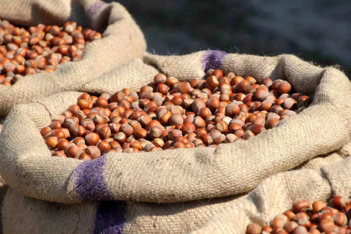 findik ureticisi manipulasyona direniyor jgeMLgyg.jpg