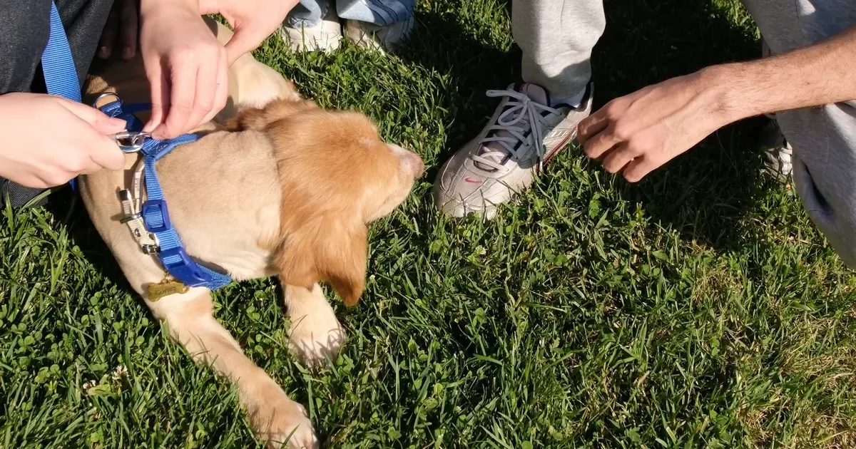 pati izi sokak hayvanlarina umut oluyor 7UL6I4df.webp