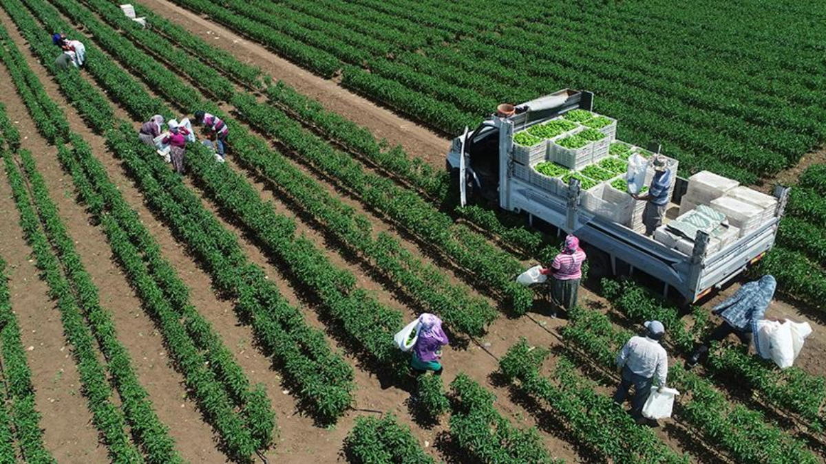 tarimsal uretimde rekor turkiye dunyada 7 avrupada 1inci siraya yerlesti wFXOmCsF.jpg