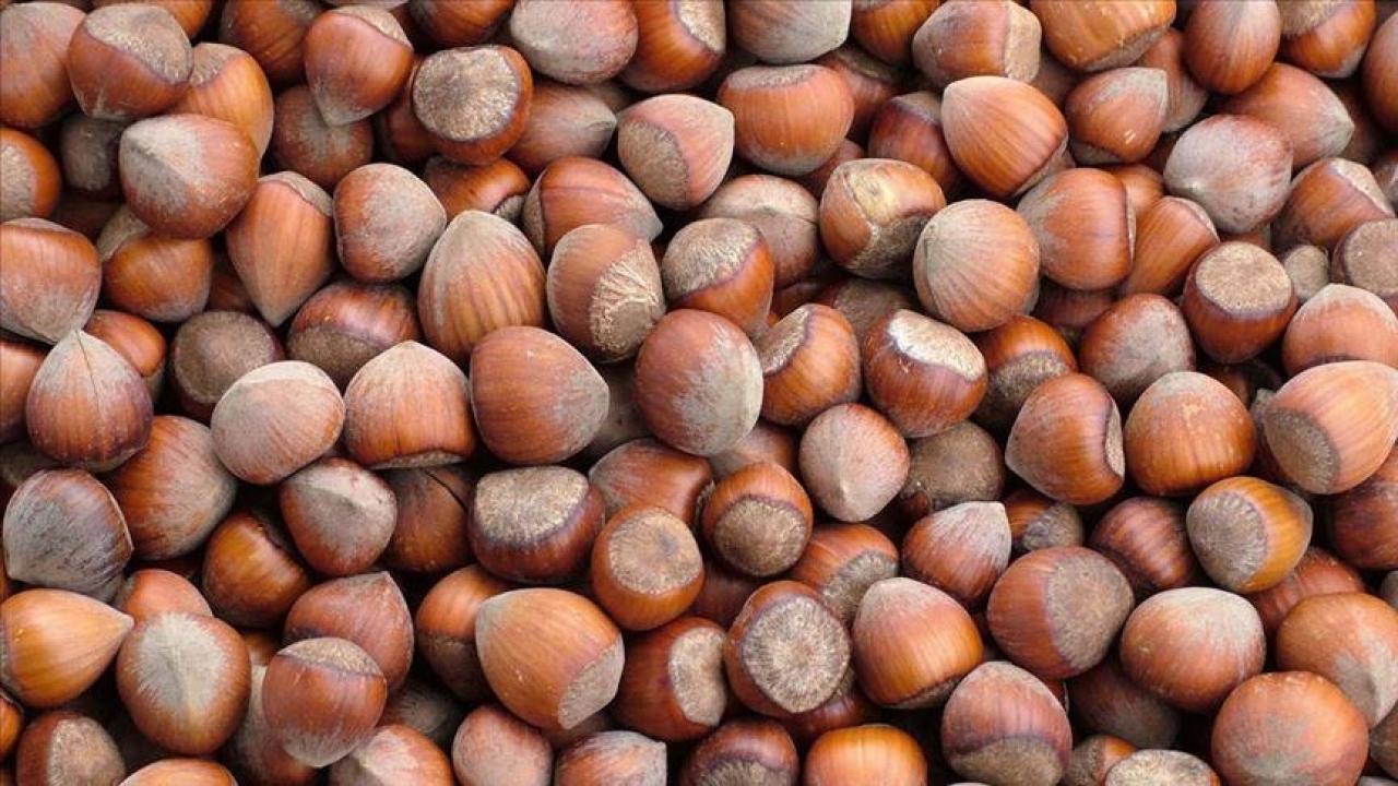 trabzonun 10 aylik findik ihracati 500 milyon dolari asti agPnzbn5.jpg