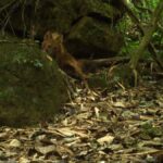 20-yillik-sessizligini-bozdu-gizemli-yirtici-tekrar-ortaya-cikti-r9cnB2uE